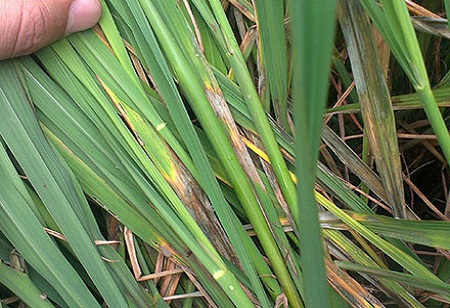 Wie wählt man den besten Dünger für Paddy Crop?