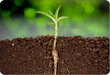 Bio Stimulans für Pflanzen: Die grüne Revolution der modernen Landwirtschaft