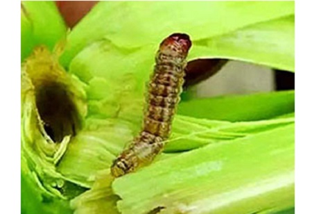 Wie man Emamectin Benzoat 5 richtig verwendet?