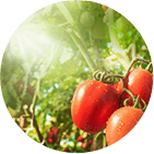 Agrochemie und Pest Management