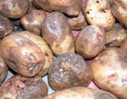 Potato late blight