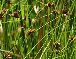 Eleocharis koruguwai