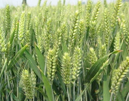 Winter wheat field