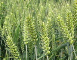 Winter wheat field