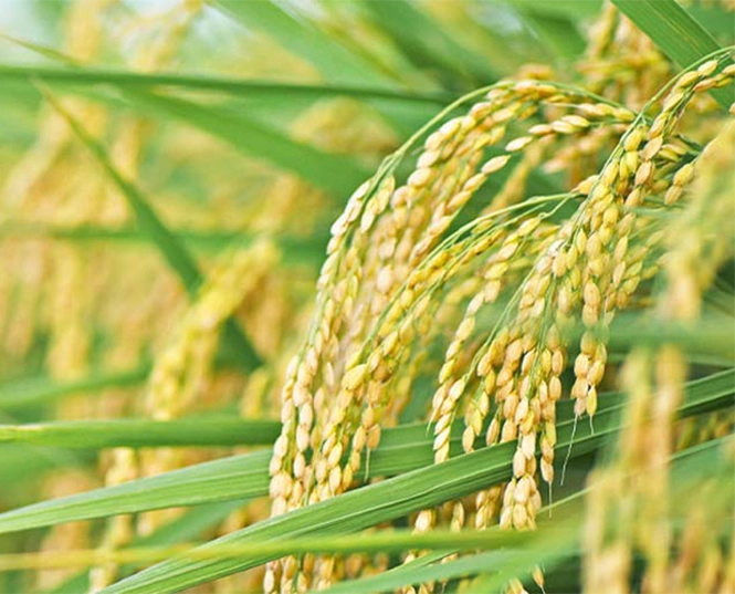 Insektizid für Reis