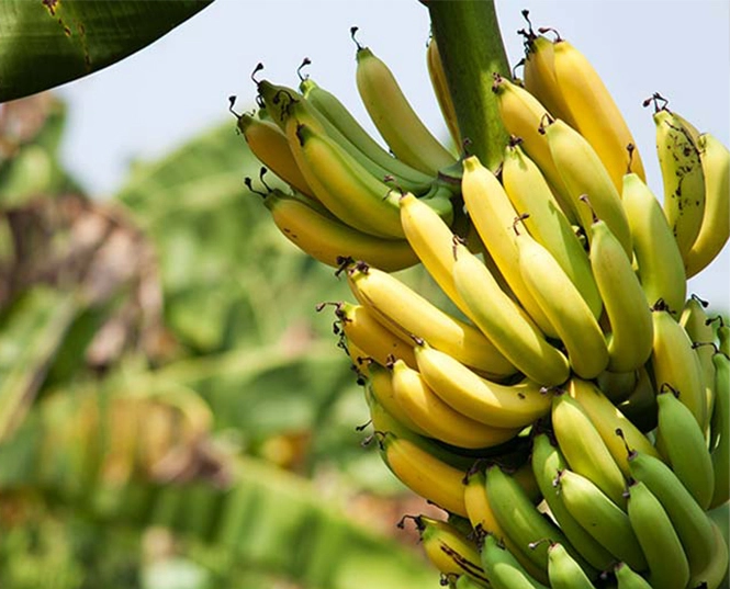 Insektizid für Banane