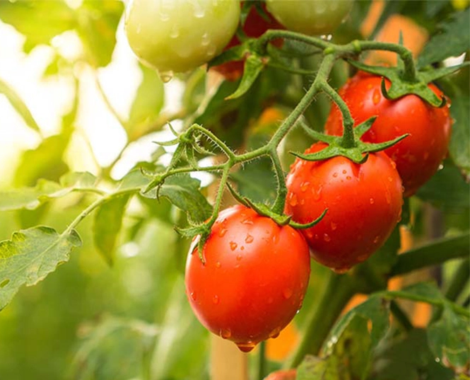 Insektizid für Tomaten