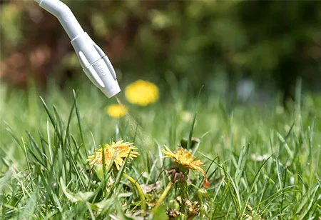 Die Anwendung von Herbiziden funktioniert Wunder