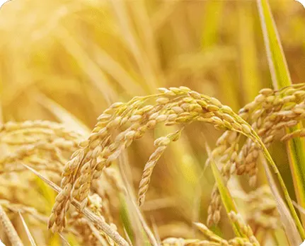 Bio stimulanzien erhöhen die Getreide füllung und-qualität