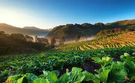 BIO-CUT speziellen Biostimuliermittel-Kontroll nematoden in 10 Minuten