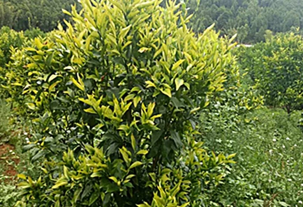 Die globale Zitrus industrie steht vor Krankheits-und Klima herausforderungen