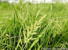 Barnyard grass